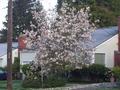 tree across from bus stop.jpg